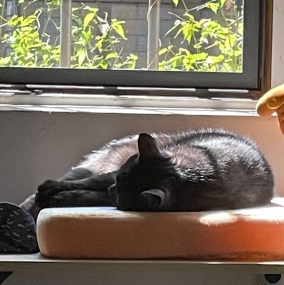 ChenYorke's profile picture. histopathology fan