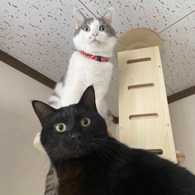 猫&猫。さんのプロフィール画像