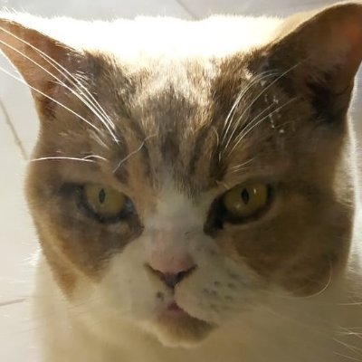 osakaboe's profile picture. 