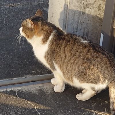 fqhiINsKL4FaLBI's profile picture. 野良猫 登山 人狼jはたまにやる 、 マダミスjはエンジョイ勢に移行！ 基本的にシフト勤務なので猫のように気ままにやる！