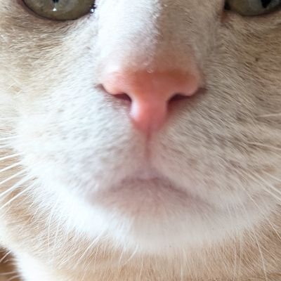 みんなで仲良くがいちばん。保護猫ちゃんたちと暮らしてます。大好きなものがたくさんな成人。お酒も立派に飲めます20↑