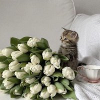 Esraa (@israa__abdallah) Twitter profile photo