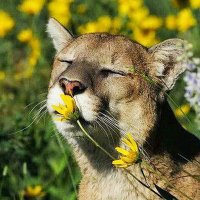 (not so) daily gougar (@cougarfuntimes) 's Twitter Profile Photo