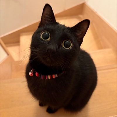 2024.3.22お迎え✧︎*。保護猫あずき(女の子)です╰ᘏᗢゆる〜くふわっとした日常をお届けできればなぁと思います👍フォローもらえると喜びます(๑•̀ㅂ•́)و✧にゃま🐾ᵕ̈⚠︎あやしい垢はかたっぱしからブロックにゃ⚠︎