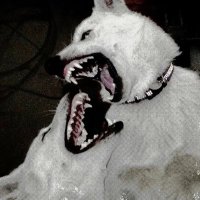 Gianni Evans-Willimas (@gianni_ew) 's Twitter Profile Photo Gianni Evans-Willimas (@gianni_ew) 's Twitter Profile Photo