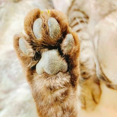 mamisuke_zenkai's profile picture. ザ・ステレオ全開ズ(福岡を拠点とするJUDY AND MARYのコピーバンド)のVo.まみすけです。@STEREO_ZENKAIs　「フジコロータス」🪷という邦楽いろいろバンドのVo.もやっています。［Alexandros］CREW、Vaundy_踊り子💖