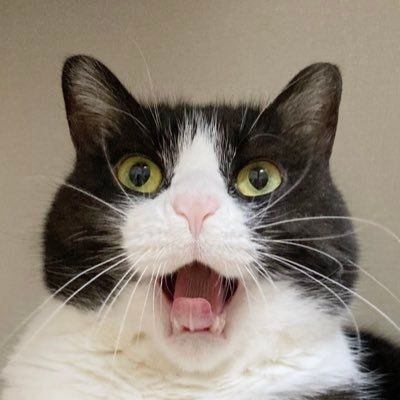 sympa0610's profile picture. 谷中の保護猫カフェ #宿木カフェ 出身。2020年1月にお迎えし家族になりました。 サンパ中心の投稿ですが宿木後輩写真も多々投稿しています📷