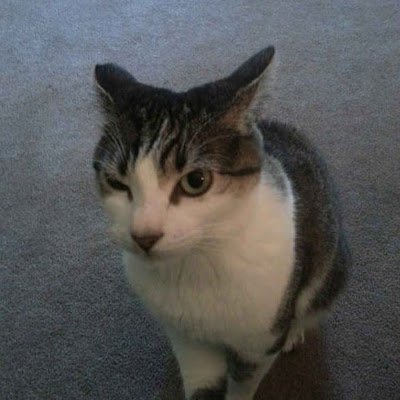 VerdadMordecai's profile picture. 