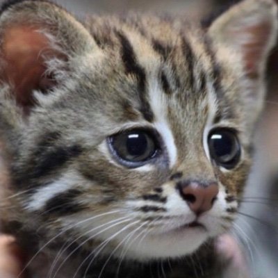猫㌠🐾ブルーで🥩さんのプロフィール画像