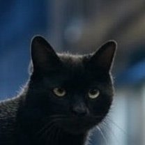 マールーさんのプロフィール画像
