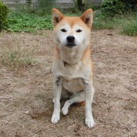 かたなしば (@2zzb4izofnxw3p4) 's Twitter Profile