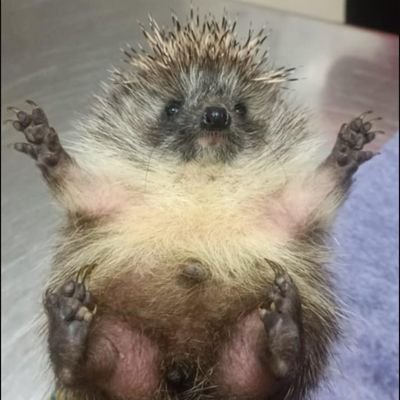 army_hedgehog's profile picture. Вітаю в ЗСУ!