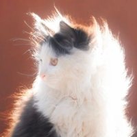 Shadow🍑Oᴗoಣ (@sandglassshadow) 's Twitter Profile