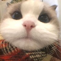 Lily (@lilyharmonix) 's Twitter Profile