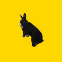 ノロマなウサギちゃん🐰 (@noromanausagiii) Twitter profile photo