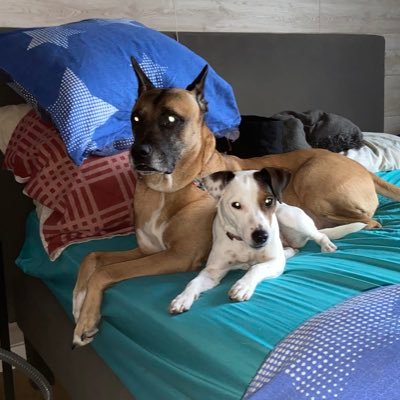 Hi, I'm a 4y (+4)y old Stafford/Malinois mix that got adopted by mum @Belinda_health. I live with my little sis Luna and we #BackTheBlue bec mum works there 💙
