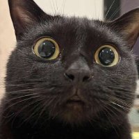 Dani(saurus). (@akbardani) 's Twitter Profile Photo