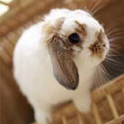 寂しがり屋なうさぎ Rabbit0612 Twitter