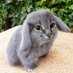 Bunny Cat (@bunnycatsolona) Twitter profile photo Bunny Cat (@bunnycatsolona) Twitter profile photo