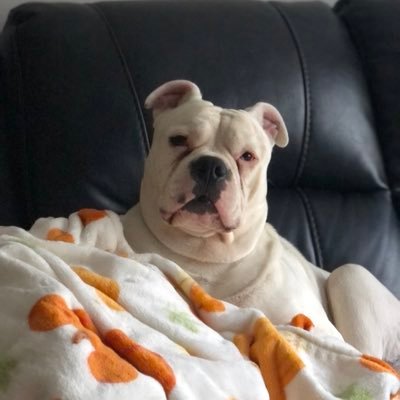 purple_rv024's profile picture. More of a silent follower that enjoys “X”for the latest news on all things going on in the world.