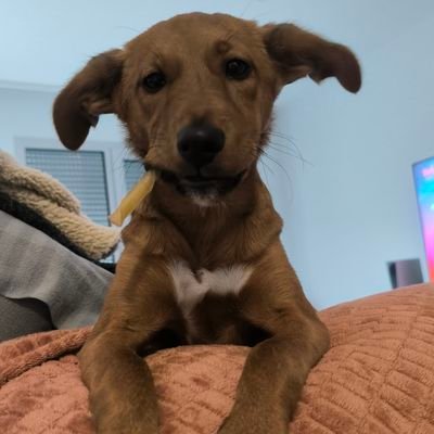 CryptoMontanaA1's profile picture. tired of scams and rugs Lets Expose those