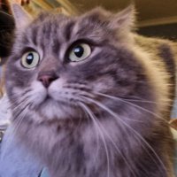 Erika Hanhardt (@erikahanhardt) 's Twitter Profile Photo