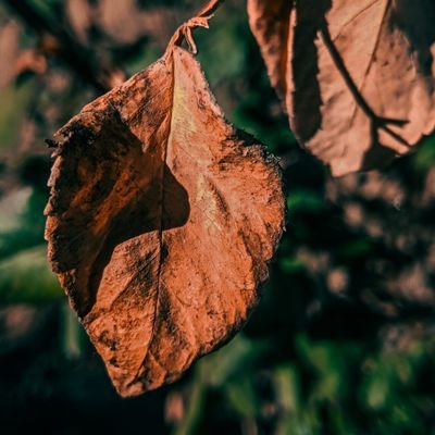 CrousTaher's profile picture. 