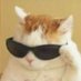 EonCat (@codrin_ionescu) Twitter profile photo EonCat (@codrin_ionescu) Twitter profile photo