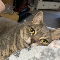 Lindsay Kittens (@poshbird555) 's Twitter Profile