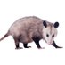 Pungrotte (@pungrotte_) Twitter profile photo Pungrotte (@pungrotte_) Twitter profile photo