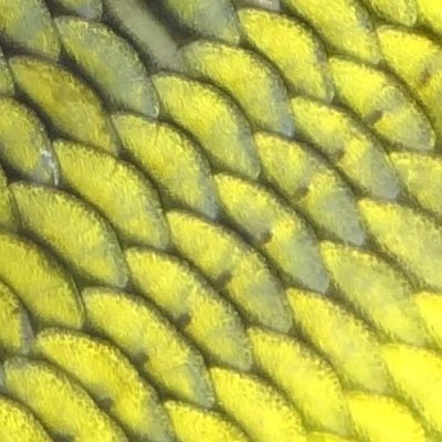isksmsn156068's profile picture. America First