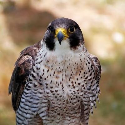 Syriandtnt09's profile picture. للرادع السوري
سوريا العظيمة