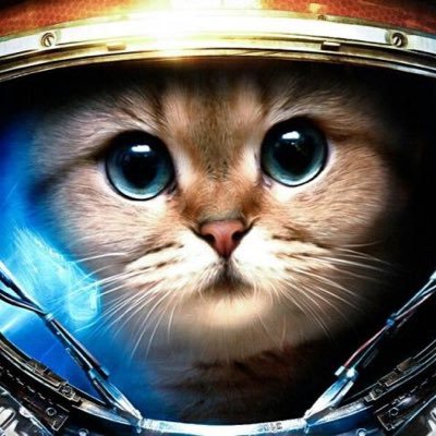 Strider0's profile picture. Just another cat on the internet