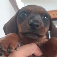 edio (@malucodocafe) 's Twitter Profile