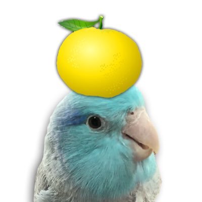 2019年11月からマメルリハのたみのすけ♂と暮らしています。X(Twitter)無言フォロー失礼します。🐦柑橘系好き🍋🍊鳥力車練習中🔰目指せプロボウラー🎳乗り鉄インコ🚅🚞