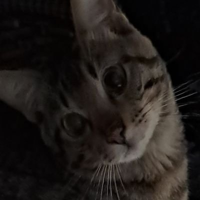 Zyrten_3's profile picture. 