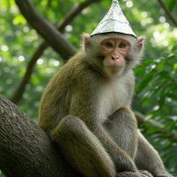 1̦̂0̿͜0̜̚M̱̓o̺͌n͖̒k̯̒e̞͠ỷ͈s̖̅ 🧌🙉 (@100monkeys) 's Twitter Profile Photo 1̦̂0̿͜0̜̚M̱̓o̺͌n͖̒k̯̒e̞͠ỷ͈s̖̅ 🧌🙉 (@100monkeys) 's Twitter Profile Photo
