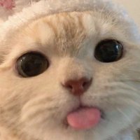 히브🐈⬛🎸 (@heevuuuuu) 's Twitter Profile