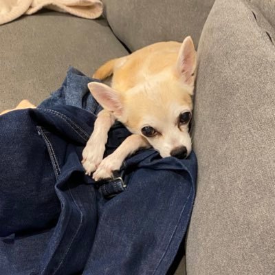 panchun_kiroku's profile picture. 24.6月潰瘍性大腸炎と直腸NETと診断。術後排便障害と戦い中。情報が少ない中誰かの役に立てればと赤裸々に日々の状況を綴って行けたらと思います。術後の記録は▶︎ #panchun術後の記録