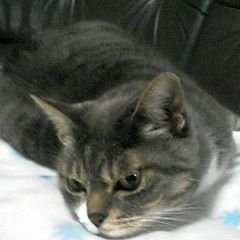 3SxwfsxvWfi4fcG's profile picture. インターFMベイFMへっぽこリスナー📻
何人かの方から執拗な嫌がらせを受けましたのでこちらのアカウントは放置します。