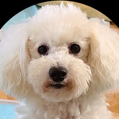 本業は犬に関わる仕事。パートで夜勤の仕事を掛け持ち中。
最近は細海魚さん b-flower SION おおはた雄一さん等聴いてます。
アイコンはトイプーのロキシー。
レッドマールは亡き愛犬の毛色の名称。
