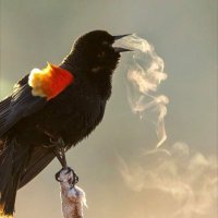 Cimmerian Pervert (@cimmerian_v) 's Twitter Profile