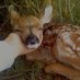 sophie 🏳️⚧️🦌 (@boygirlroadkill) Twitter profile photo sophie 🏳️⚧️🦌 (@boygirlroadkill) Twitter profile photo