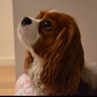 larrythedog (@laraldthedog) 's Twitter Profile