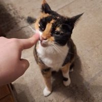 ant (@miscompiled) 's Twitter Profile Photo