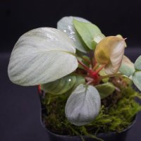NURSERY PLANTIO【熱帯植物】 (@nurseryplantio) Twitter profile photo