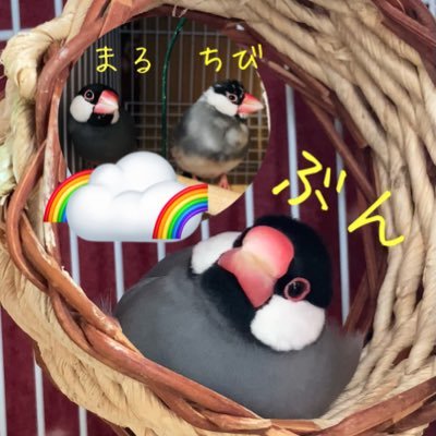 n( 'Θ' )ao𓅪𓅪𓅪さんのプロフィール画像