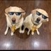 ProBroSki (@probroski) Twitter profile photo ProBroSki (@probroski) Twitter profile photo