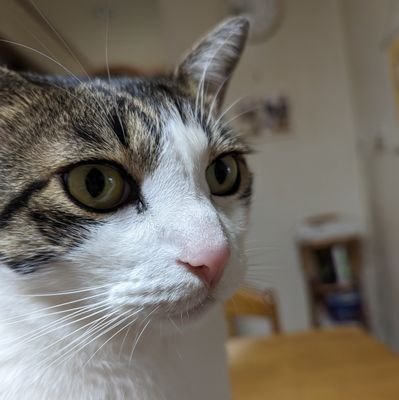 wfx7a50's profile picture. 猫が大好きです😺我が家の福君は7キロ超えです⁉️