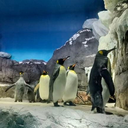 CHOPIN20231's profile picture. NOMELON NOLEMON🍈🍋｜UNISON SQUARE GARDEN（UNICITY）｜Mrs．GREEN APPLE｜ etc… 
12/15 tani yuuki 武道館
12/16 Mrs バベル